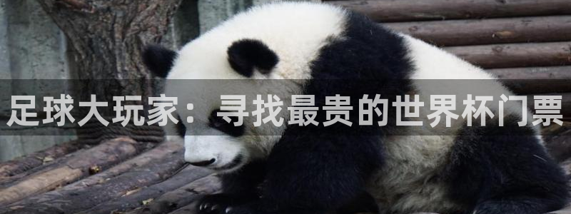 足球大玩家：寻找最贵的世界杯门票