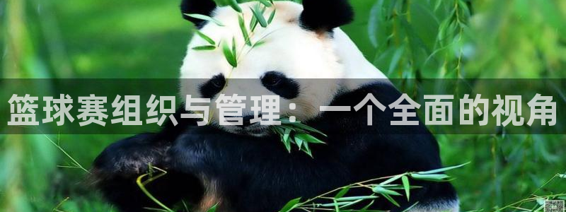 熊猫体育下载官网app：篮球赛组织与管理：一个全面的视角